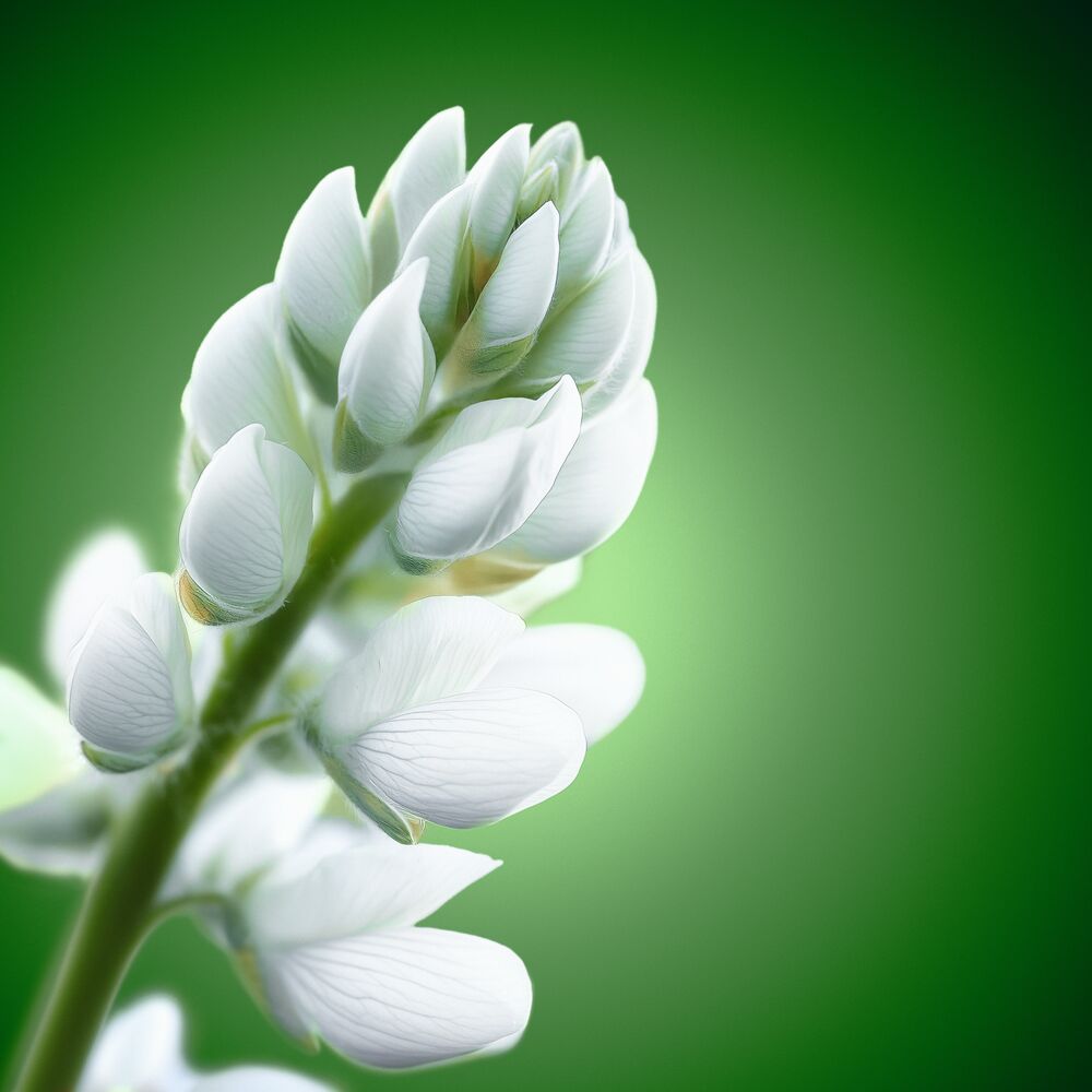 ヘルシースカルプシャンプー AHL