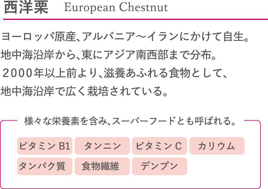 西洋栗 ヨーロッパ原産、アルバニア～イランにかけて自生。地中海沿岸から、東にアジア南西部まで分布。2000年以上前より、滋養あふれる食物として、地中海沿岸で広く栽培されている。