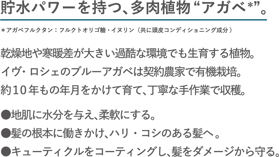 貯水パワーを持つ、多肉植物“アガベ”