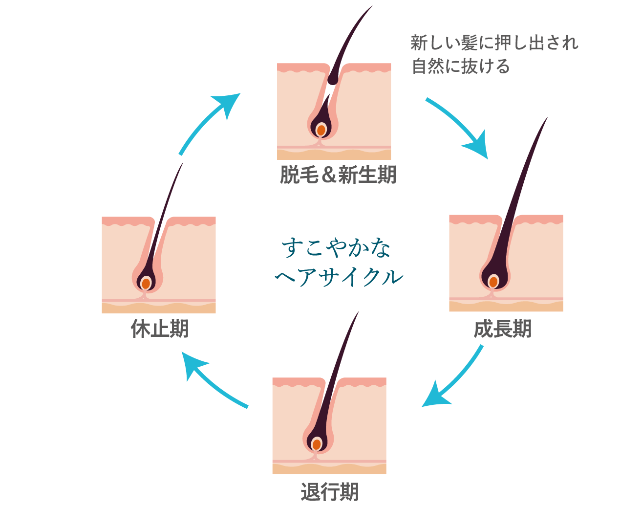 すこやかなヘアサイクル