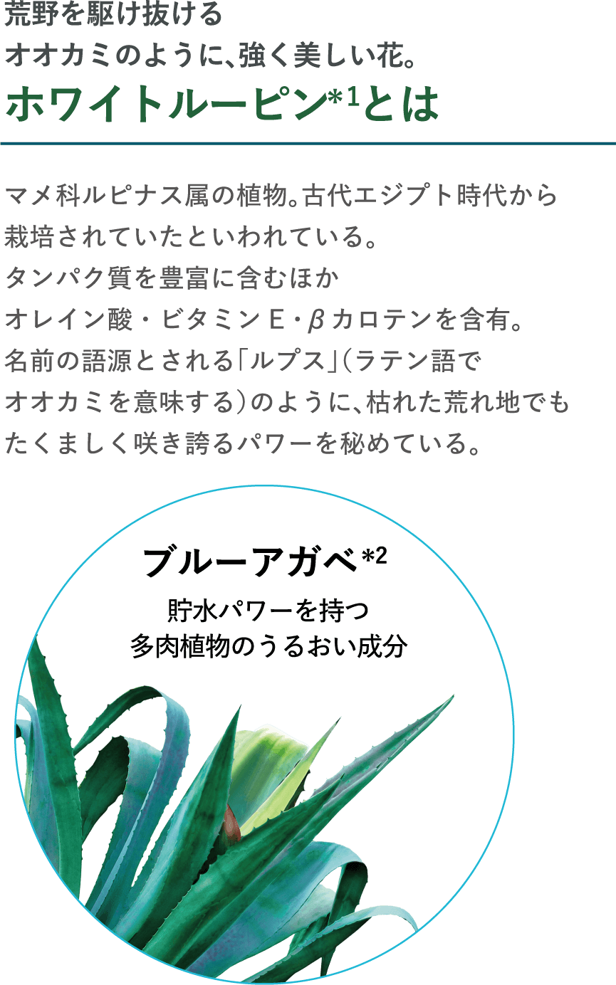 荒野を駆け抜けるオオカミのように、強く美しい花。ホワイトルーピン